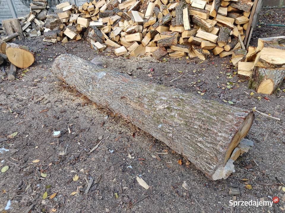 Dąb kloda mazowieckie Maciejowice sprzedam
