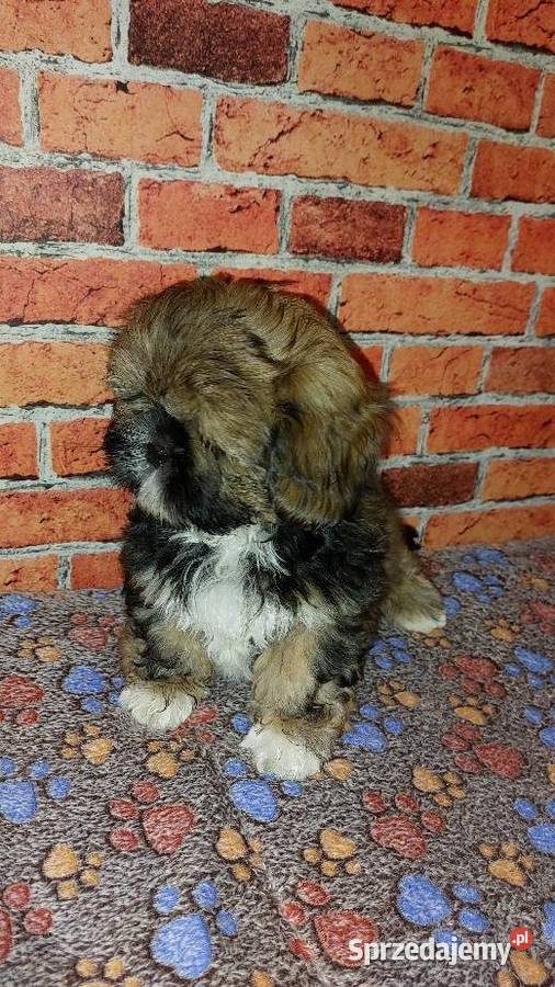 Chłopaki Shihtzu szukają domku Wilki