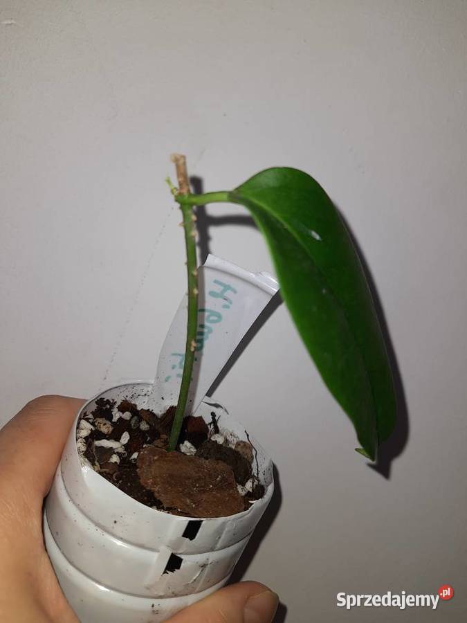 Hoya buotii hoja sprzedam