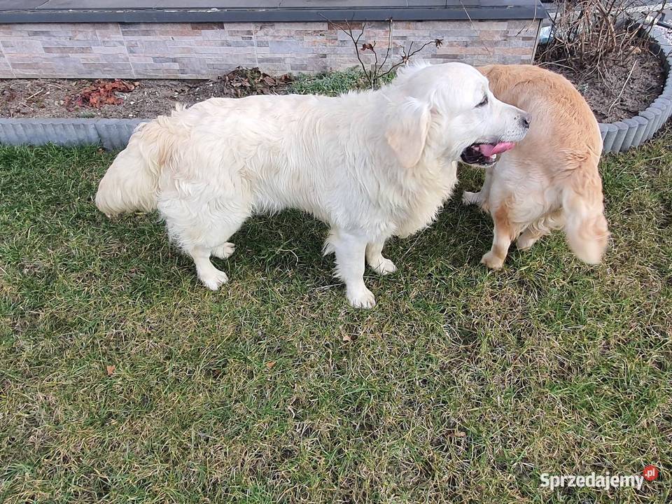 Piękny kremowy Golden Retriever 2 lata łagodny Radomsko