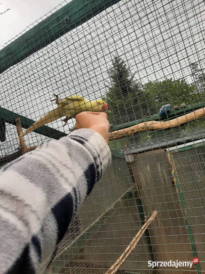 Aleksandretta obrożna oswojona Skała