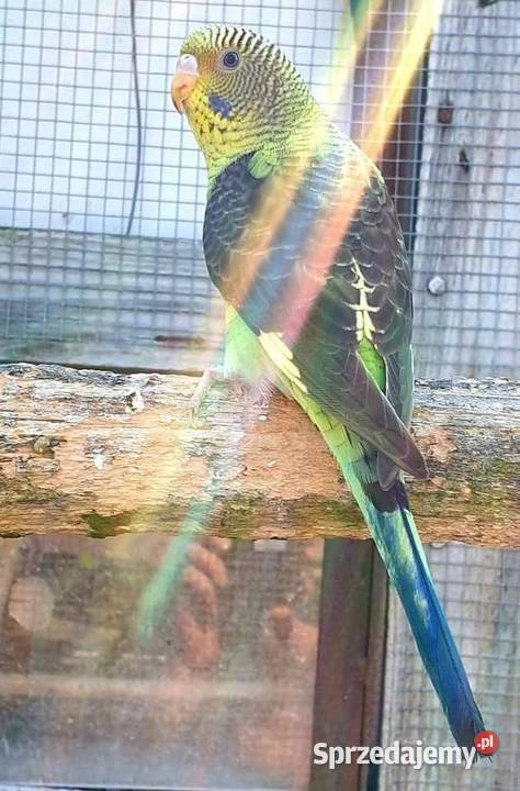 papużka falista blackwing czarnoskrzydła papugi Gliwice