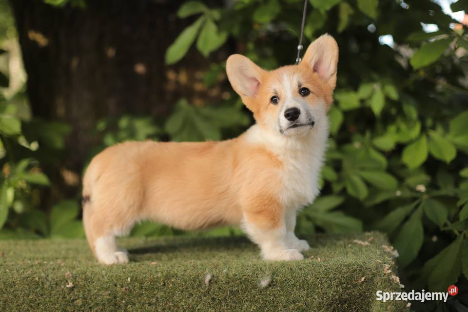 Welsh corgi pembroke Gostynin