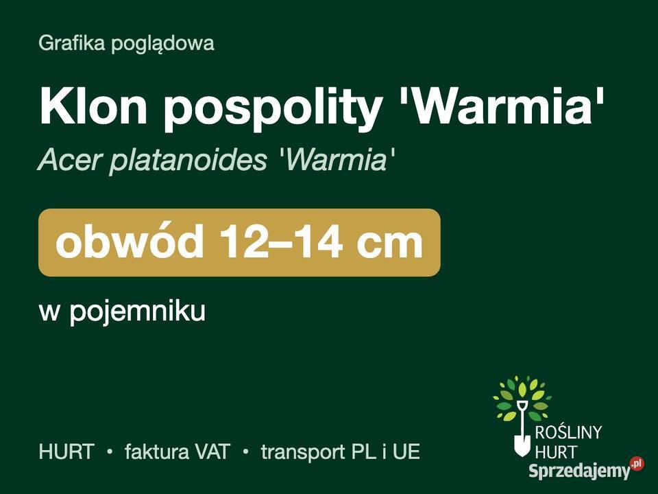 Klon pospolity Warmia obwód 1214 w pojemniku