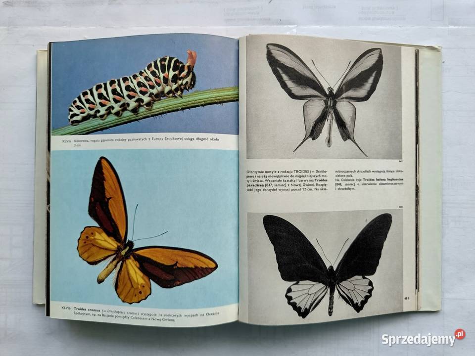 Wielki Atlas Zwierząt Ptaków Ryb Roślin i Owadów pomorskie Gdynia sprzedam