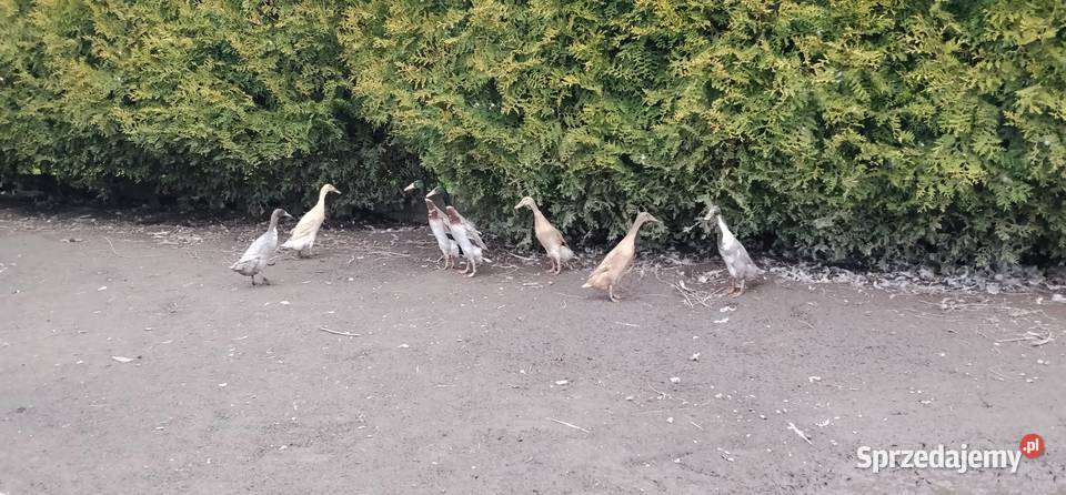 Biegusy indyjskie 2025r Pruchna sprzedam