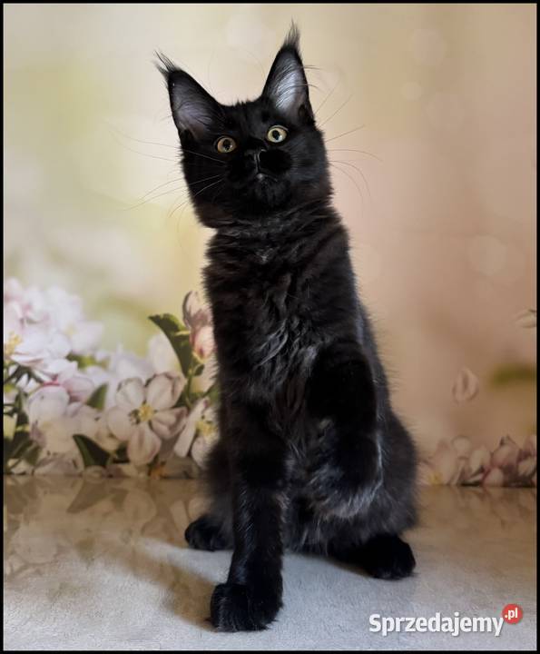 Koteczka Maine Coon Kosma Kraków sprzedam