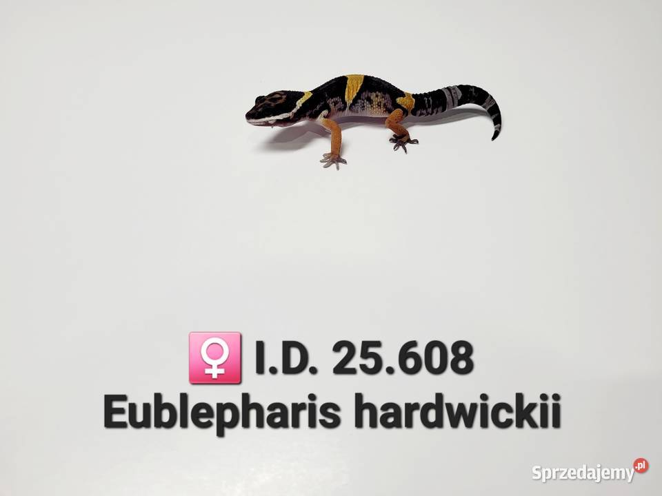 Eublepharis hardwickii gekon Zawiercie