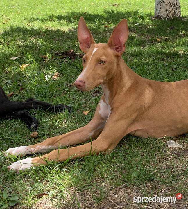 Chart sycylijski ostatni szczeniak śląskie Radzionków