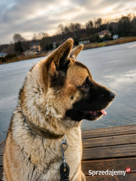 Akita amerykańska Iłża