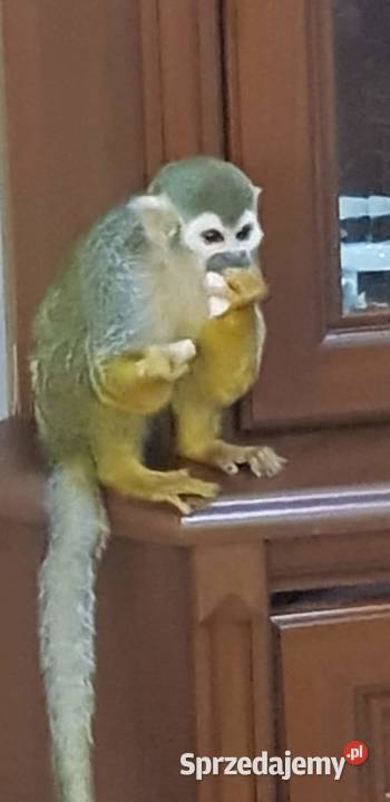 Sprzedam małpkę Sajmiri Opole