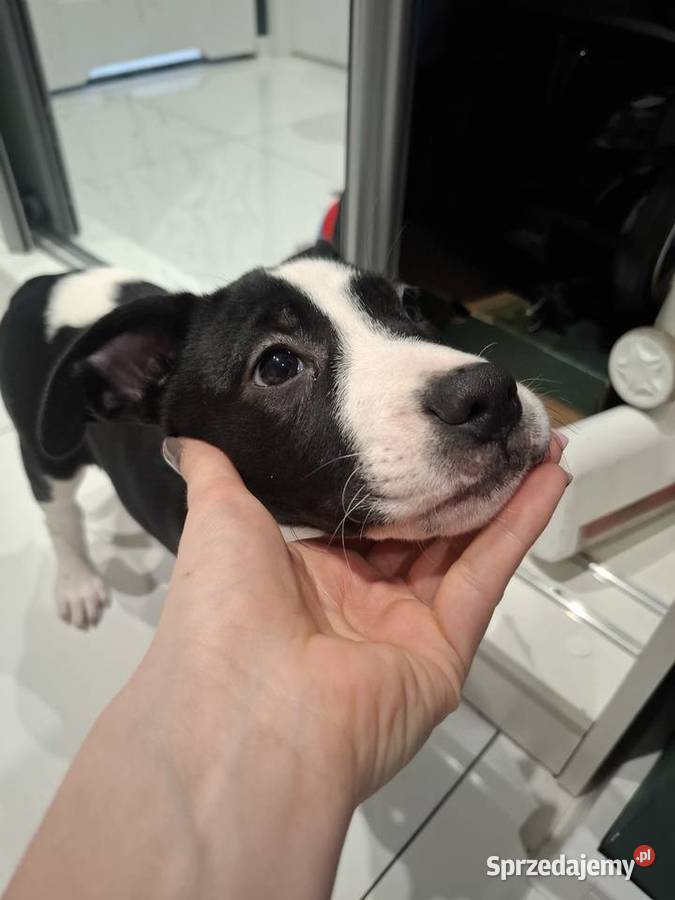 Szczeniaki amstaff Kędzierzyn-Koźle sprzedam