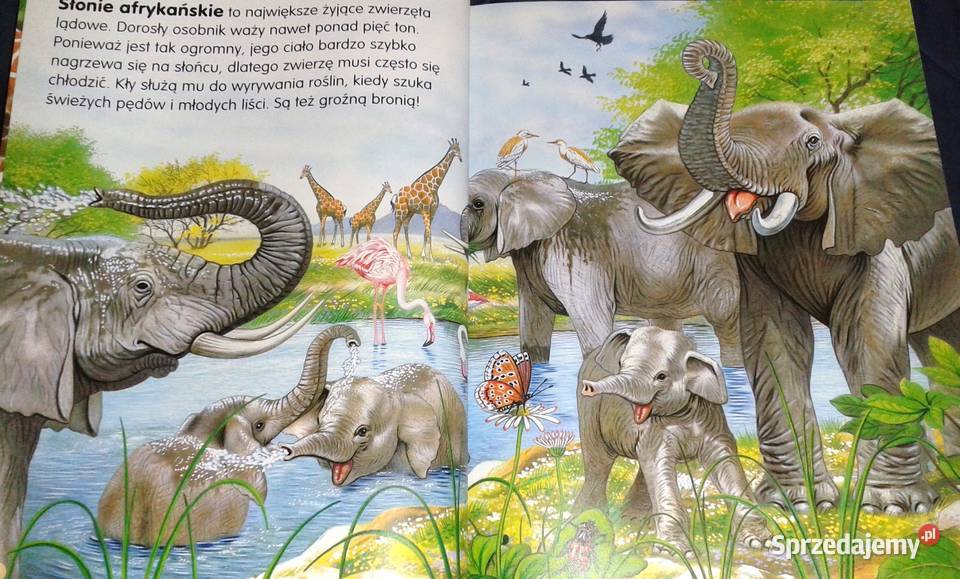 Zwierzęta świata Pere Rovira Francisco Arredondo lubelskie Chełm