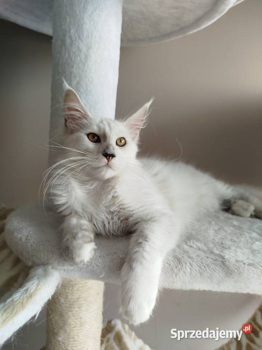 Kotka Maine Coon Kalipso