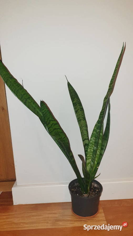 Sansewieria wysoka wężownica wysokość 65 duża sprzedam