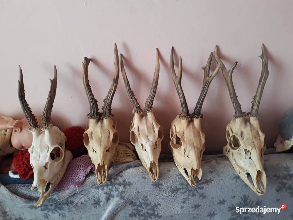 Parostki rogacza rogi rogi koziołka Nowe sprzedam