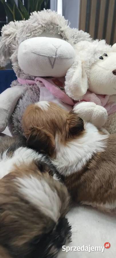 Shihtzu mini Kobierzyce