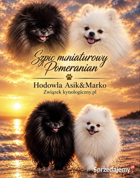 Szpic miniaturowy Pomeranian Szpic miniaturowy Gorzów Wielkopolski