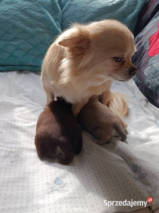 Śliczny piesek chihuahua Warszawy Płońsk