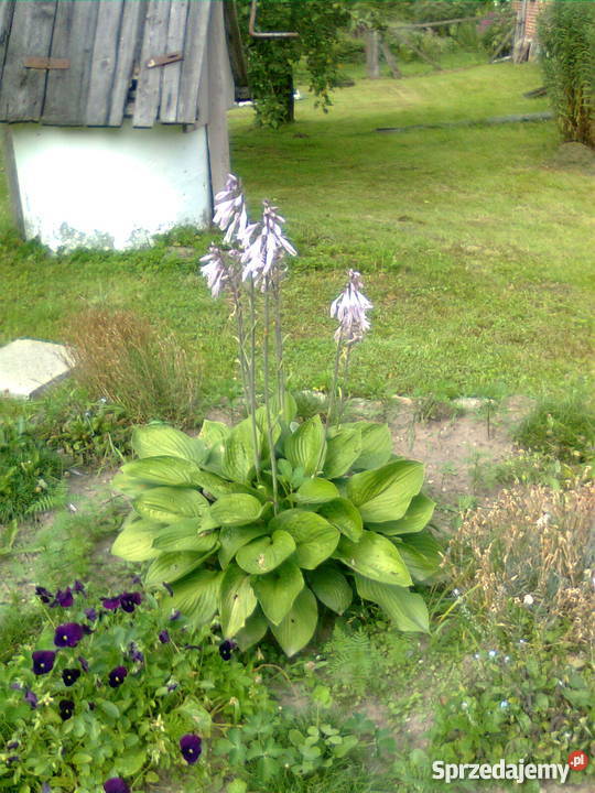 Dom z czerwonej cegły Ornowo