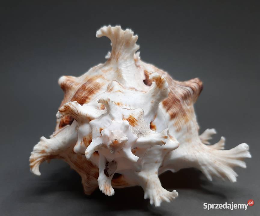 Muszla Rozkolec 2 ciemny