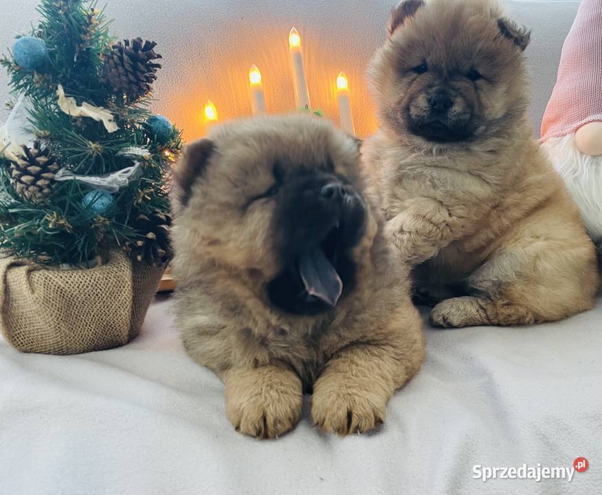 Przeurocza suczka Chow chow Łomża sprzedam