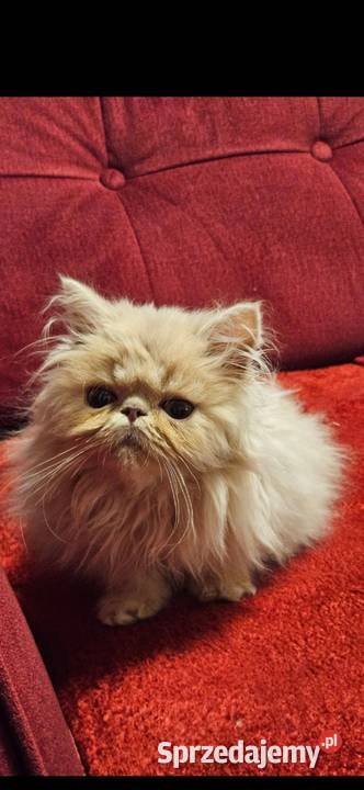 Śliczne kocurki Perskie Koty Perskie podkarpackie Majdan Królewski sprzedam