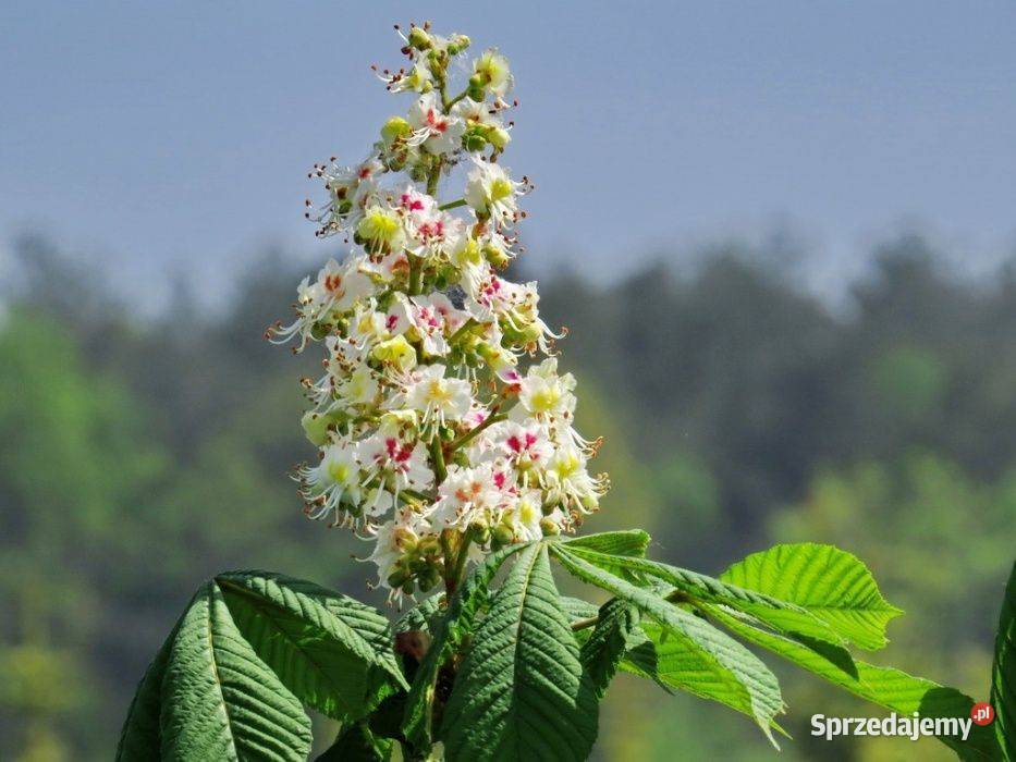 Kasztanowiec biały Aesculus hippocastanum 150200