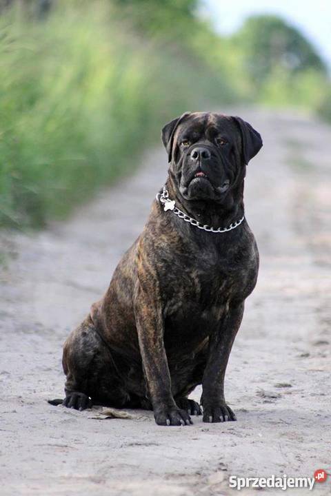 Szczenięta Bullmastiff ZKwP FCI Puszcza