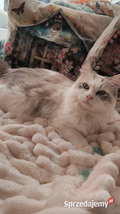 Piękne kocięta Ragdoll szukają domu ojcu FCI Katowice