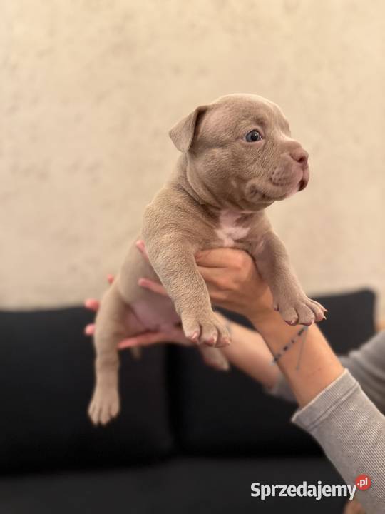 Samiec American Bully Pocket Inowrocław sprzedam