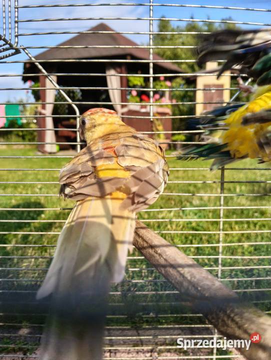 Świergoty para lęgowa piękne kolory Brzeziny