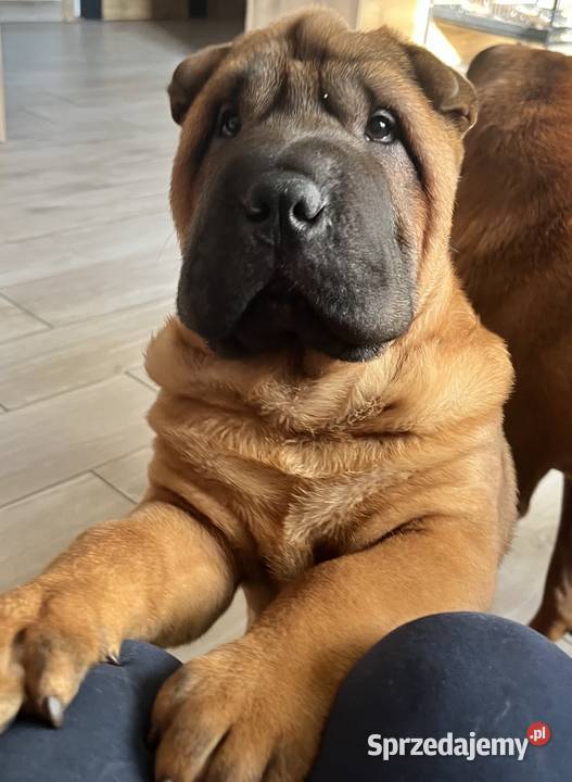 Shar Pei z Rodowodem ZKwP FCI opolskie Polska Nowa Wieś