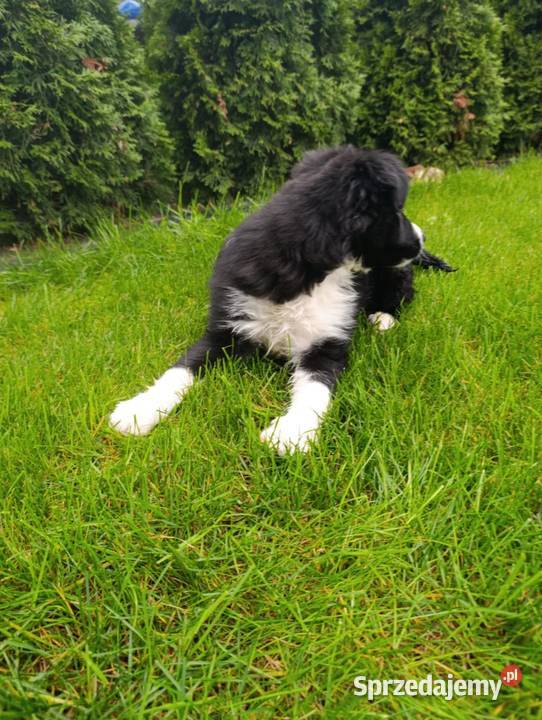 Border Collie Piesek świętokrzyskie Szczaworyż
