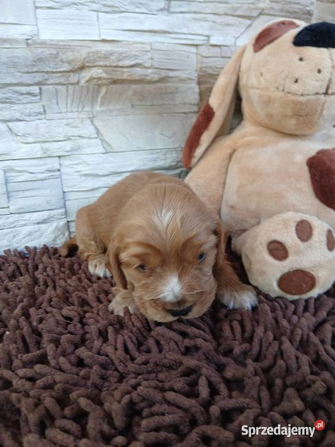 Śliczna sunia cocker spaniel Angielski łódzkie Sieradz sprzedam