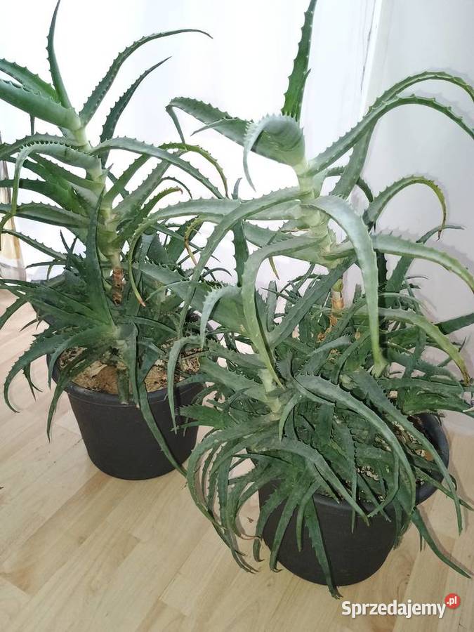 Aloes drzewiasty Lubartów