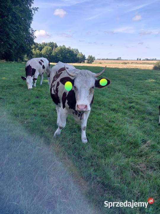 Jałowki montbeliarde Gryfice