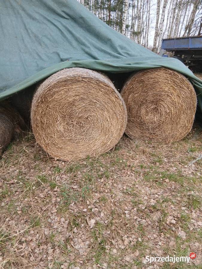 Słomę sprzedam Trawy, słoma Ozimek