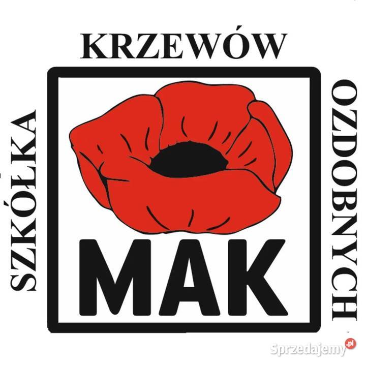 Miskant chiński memory mazowieckie