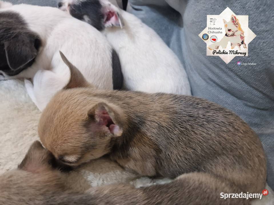 Cudowna suczka krótkowłosa chihuaha Szczecin