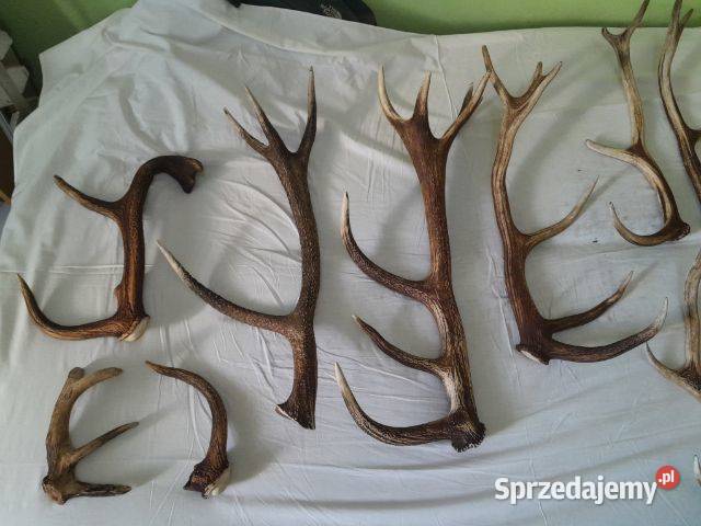 Sprzedam poroża jelenia Szczecinek sprzedam