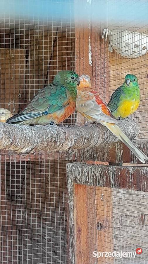 Świergotki zmienią woliere Wadowice