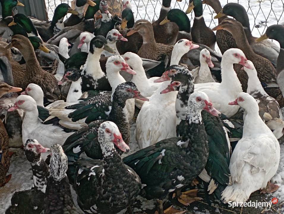 ŻYWE Kaczory Kaczki sporo sztuk MIX Do UbojuChów Mięso surowe Golasowice sprzedam