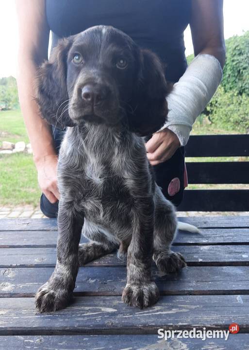 Płochacz niemiecki Wachtelhund Szczeniak Ligota Tułowicka