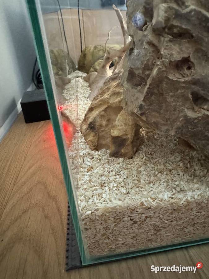 Pyton Królewski 10 GHI Het Clown Biała Podlaska sprzedam