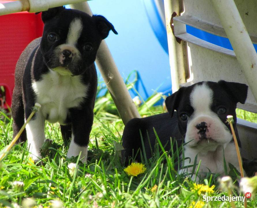 Boston Terrier Szczenięta Krośniewice sprzedam