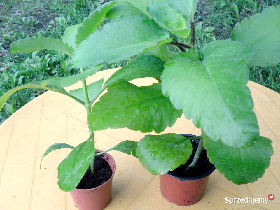 ŻYWORÓDKA PINNATA LECZNICZA zachodniopomorskie Kołobrzeg