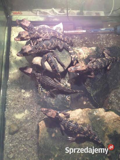 Młode Kajmany Schneidera Paleosuchus trigonatus Katowice