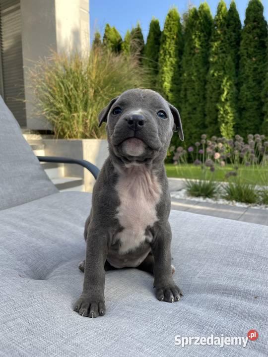 Amstaff piesek American Staffordshire Terrier wielkopolskie Wolsztyn