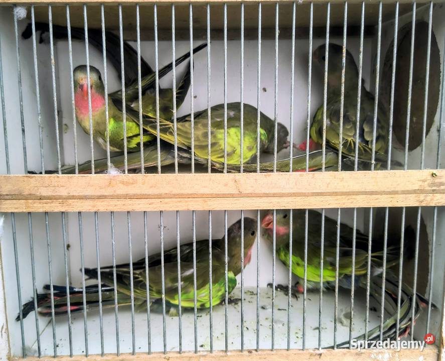 Papugi różne Jaworowa